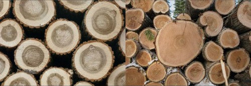 Hardwood vs Softwood Trees – What’s the Difference?